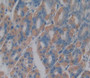 Myosin Id (Myo1D) Polyclonal Antibody, Cat#CAU23333