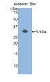 Western Blot; Sample: Recombinant protein.