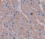 Used in DAB staining on fromalin fixed paraffin- embedded Kidney tissue