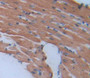 Myosin Light Chain 4, Alkali, Atrial, Embryonic (Myl4) Polyclonal Antibody, Cat#CAU23343