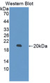 Western Blot; Sample: Recombinant protein.