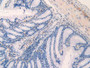 DAB staining on IHC-P; Samples: Mouse Rectum Tissue.