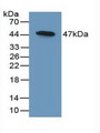 Western Blot; Sample: Recombinant DKK3, Mouse.