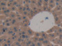 DAB staining on IHC-P; Samples: Mouse Liver Tissue.