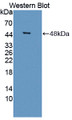 Western Blot; Sample: Recombinant protein.