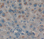 Thioredoxin 2, Mitochondrial (Txn2) Polyclonal Antibody, Cat#CAU23380