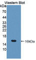 Western Blot; Sample: Recombinant protein.