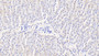 DAB staining on IHC-P; Samples: Bovine Liver Tissue;  Primary Ab: 20μg/ml Rabbit Anti-Bovine TXN2 Antibody Second Ab: 2µg/mL HRP-Linked Caprine Anti-Rabbit IgG Polyclonal Antibody 