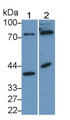 Western Blot; Sample: Lane1: Porcine Kidney lysate; Lane2: HepG2 cell lysate; Primary Ab: 1μg/ml Rabbit Anti-Human KLF15 Antibody; Second Ab: 0.2µg/mL HRP-Linked Caprine Anti-Rabbit IgG Polyclonal Antibody;