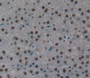 Used in DAB staining on fromalin fixed paraffin- embedded liver tissue