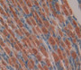 Slit Homolog 3 (Slit3) Polyclonal Antibody, Cat#CAU23400