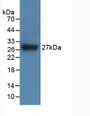 Western Blot; Sample: Recombinant IL17RC, Mouse.