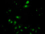 FITC staining on IF; Samples: Human HepG2 Cells;  Primary Ab: 20µg/ml Rabbit Anti-Human IL17RC Antib