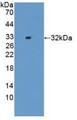 Western Blot; Sample: Recombinant IL17RD, Rat.