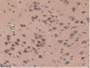 DAB staining on IHC-P; Samples: Rat Brain Tissue