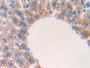 DAB staining on IHC-P; Samples: Mouse Liver Tissue.