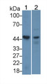 Western Blot; Sample: Lane1: Mouse Heart lysate; Lane2: Human K562 cell lysate; Primary Ab: 1µg/mL Rabbit Anti-Human CSNK1d Antibody; Second Ab: 0.2µg/mL HRP-Linked Caprine Anti-Rabbit IgG Polyclonal Antibody;