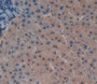 Casein Kinase 1 Delta (Csnk1D) Polyclonal Antibody, Cat#CAU23420