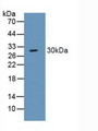 Western Blot; Sample: Porcine Large Intestine Tissue.