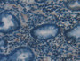 DAB staining on IHC-P; Samples: Human Stomach Tissue;  Primary Ab: 20µg/ml Rabbit Anti-Human PSMC1 A