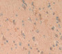 Aldolase C, Fructose Bisphosphate (Aldoc) Polyclonal Antibody, Cat#CAU23428