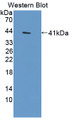 Western Blot; Sample: Recombinant protein.