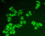 Figure:FITC staining on IHC-P&lt;br/&gt;Sample: Hela cells