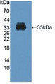 Western Blot; Sample: Recombinant CYBb, Human.