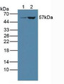 Western Blot; Sample: Lane1: Porcine Liver Tissue; Lane2: Rat Liver Tissue.