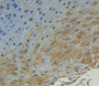 Cyclin B2 (Ccnb2) Polyclonal Antibody, Cat#CAU23449