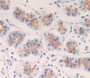 Cyclin B (Ccnb) Polyclonal Antibody, Cat#CAU23450