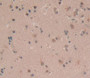 Cyclin A1 (Ccna1) Polyclonal Antibody, Cat#CAU23451