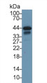 Western Blot; Sample: Rat Heart lysate; Primary Ab: 1µg/ml Rabbit Anti-Rat TNNT2 Antibody Second Ab: 0.2µg/mL HRP-Linked Caprine Anti-Rabbit IgG Polyclonal Antibody