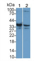 Western Blot; Sample: Lane1: Mouse Skeletal muscle lysate; Lane2: Rat Skeletal muscle lysate; Primary Ab: 1µg/mL Rabbit Anti-Human TNNT2 Antibody; Second Ab: 0.2µg/mL HRP-Linked Caprine Anti-Rabbit IgG Polyclonal Antibody;