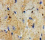 Used in DAB staining on fromalin fixed paraffin-embedded Heart tissue