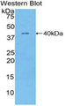 Western Blot; Sample: Recombinant protein.