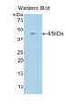 Western Blot; Sample: Recombinant protein.