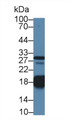 Western Blot; Sample: Porcine Heart lysate; Primary Ab: 1µg/ml Rabbit Anti-Human TNNC1 Antibody Second Ab: 0.2µg/mL HRP-Linked Caprine Anti-Rabbit IgG Polyclonal Antibody