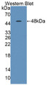 Western Blot; Sample: Recombinant protein.