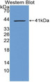 Western Blot; Sample: Recombinant protein.