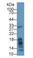 Western Blot; Sample: Mouse Liver lysate; Primary Ab: 1µg/ml Rabbit Anti-Human MGL Antibody Second Ab: 0.2µg/mL HRP-Linked Caprine Anti-Rabbit IgG Polyclonal Antibody