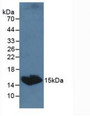 Western Blot; Sample: Canine Serum.