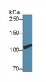 Western Blot; Sample: Porcine Spleen lysate; Primary Ab: 1µg/ml Rabbit Anti-Human COL3a1 Antibody Second Ab: 0.2µg/mL HRP-Linked Caprine Anti-Rabbit IgG Polyclonal Antibody