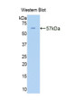 Western Blot; Sample: Recombinant protein.