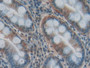 DAB staining on IHC-P; Samples: Human Stomach Tissue)