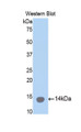 Western Blot; Sample: Recombinant protein.