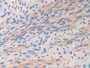 DAB staining on IHC-P; Samples: Mouse Oviduct Tissue)