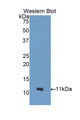 Western Blot; Sample: Recombinant protein.