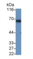 Western Blot; Sample: Recombinant protein.