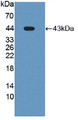 Western Blot; Sample: Recombinant PON3, Human.